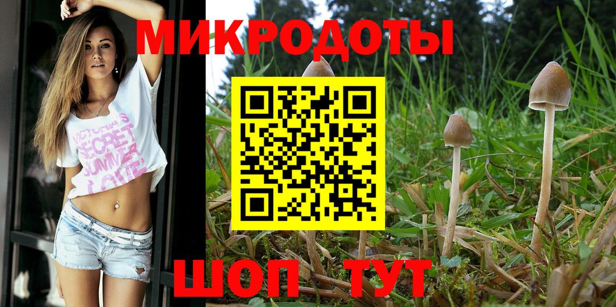 Галлюциногенные грибы Psilocybe Зерноград